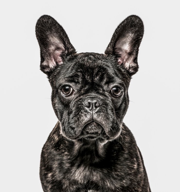 Foto close-up van franse bulldog pup