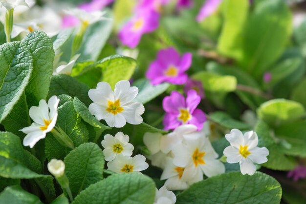 Close-up van frisse en mooie witte en roze primrose bloemen in een tuin