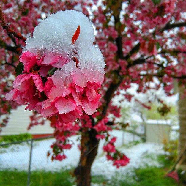 Close-up van frisse roze bloemen die in de sneeuw bloeien