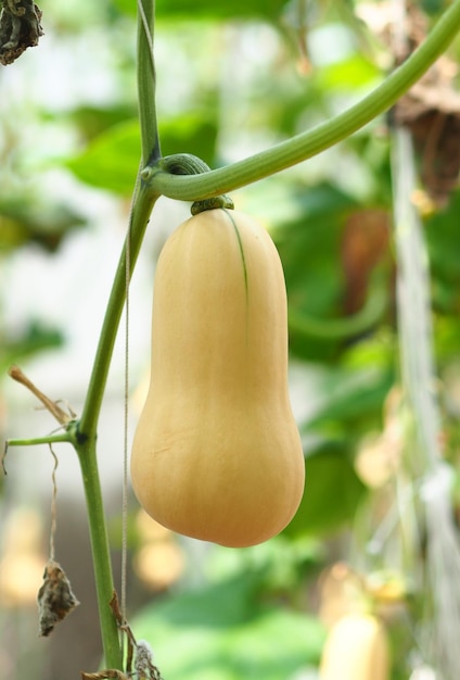 Close-up van fruit dat op de plant groeit