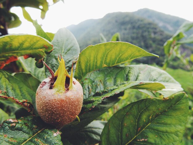 Foto close-up van fruit dat op de plant groeit