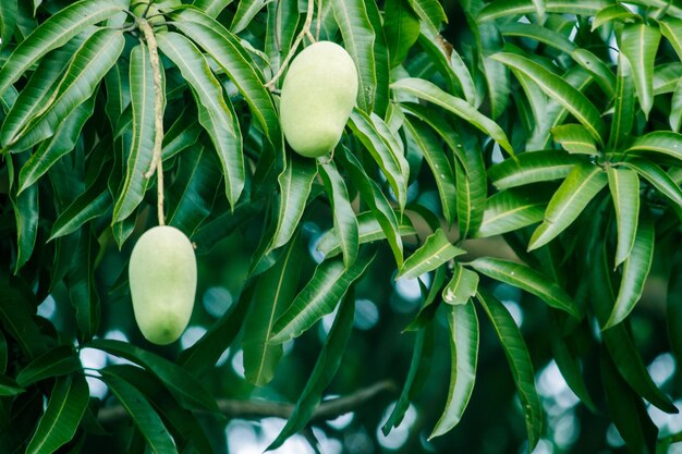 Close-up van fruit dat op de plant groeit