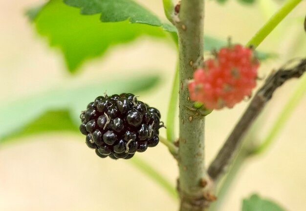 Foto close-up van fruit dat op de plant groeit