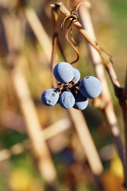 Close-up van fruit dat op een boom groeit