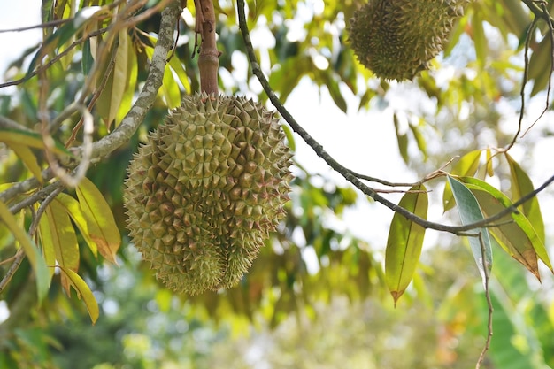 Close-up van fruit dat op een boom groeit