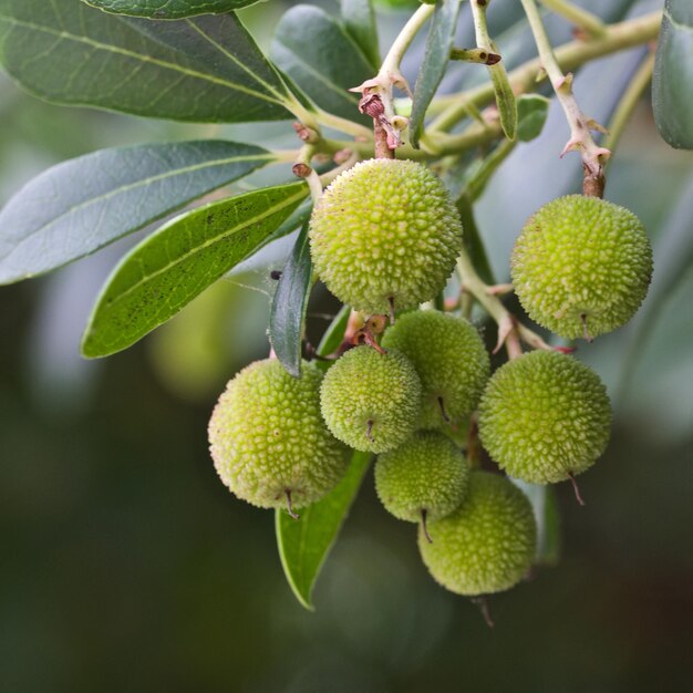 Close-up van fruit dat op een boom groeit