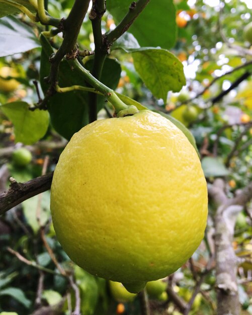 Foto close-up van fruit op de boom