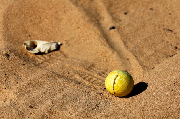 Close-up van fruit op zand