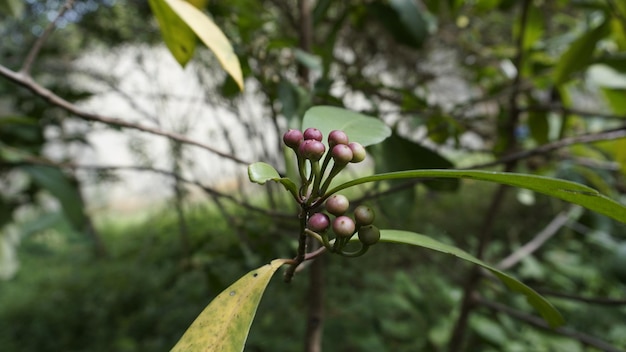 Close-up van fruit van planten van Ardisia elliptica, ook bekend als Shoe button ardisia Shoebutton China struik Lampenne