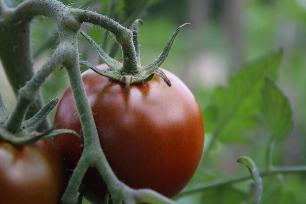 Close-up van fruit