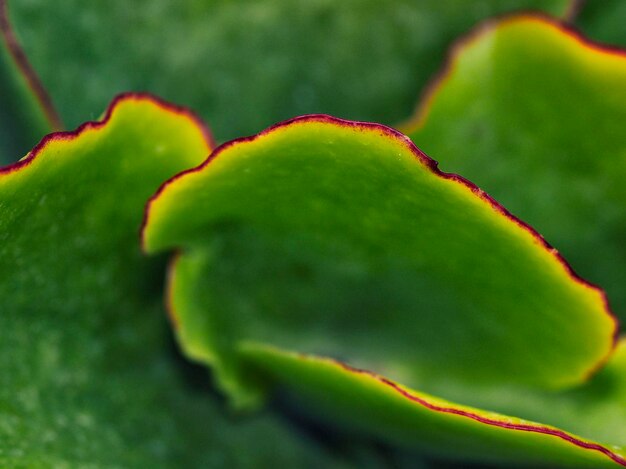 Foto close-up van fruit