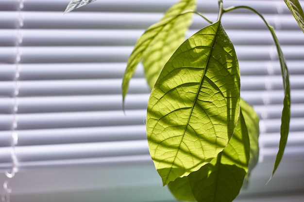 Close-up van gebladerte van een jonge avocadoboom op een venster met blinden