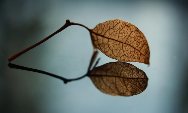 Foto close-up van gedroogde bladeren op de plant