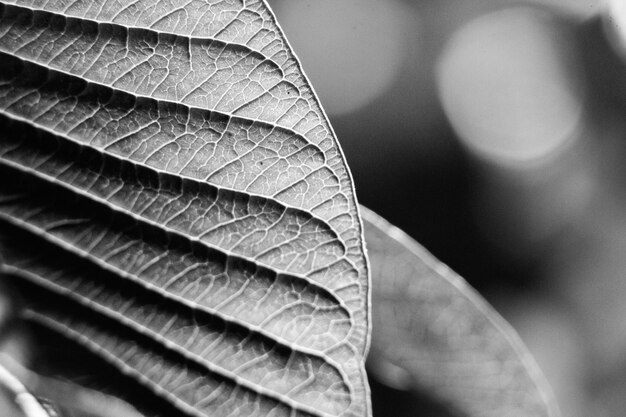 Foto close-up van gedroogde bladeren