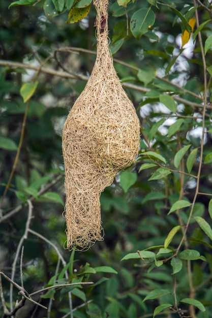 Close-up van gedroogde hangende op boom