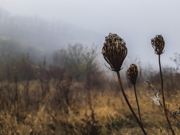 Foto close-up van gedroogde plant op het veld