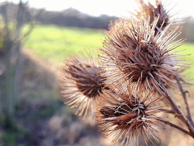 Close-up van gedroogde plant op het veld