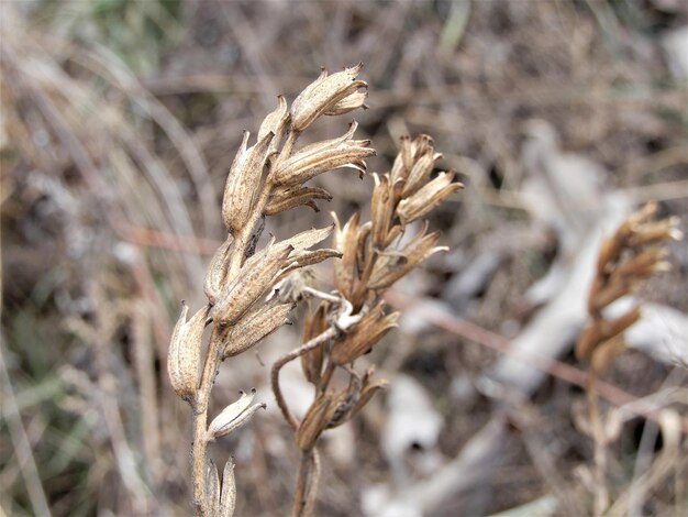 Foto close-up van gedroogde plant op het veld