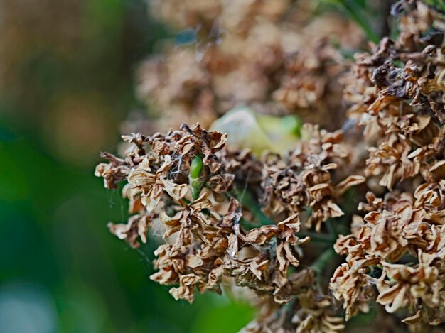 Close-up van gedroogde plant op het veld