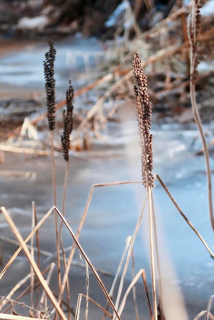 Close-up van gedroogde plant op het veld