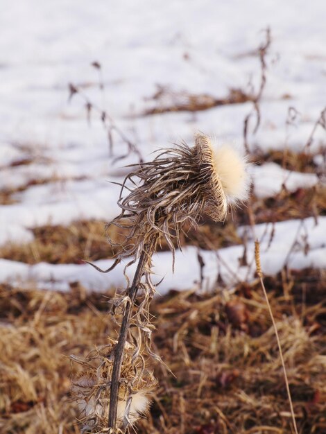 Close-up van gedroogde plant op het veld