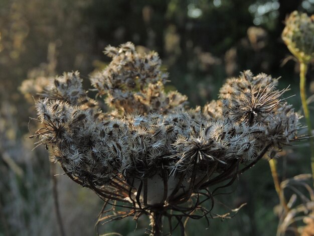 Foto close-up van gedroogde plant op het veld