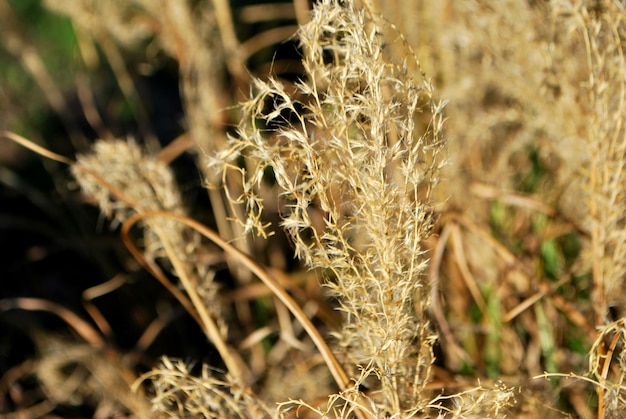 Foto close-up van gedroogde plant op het veld