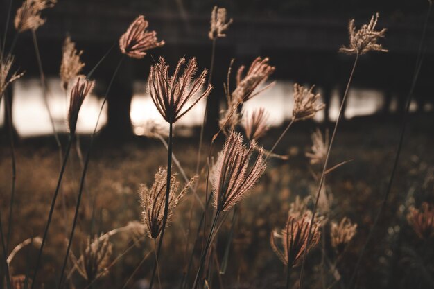 Foto close-up van gedroogde plant op het veld