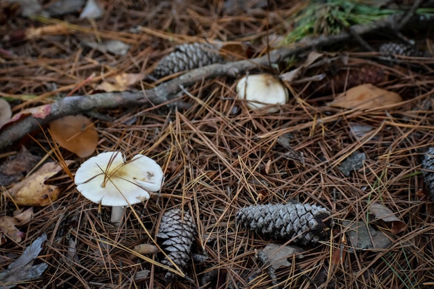 Foto close-up van gedroogde plant op het veld