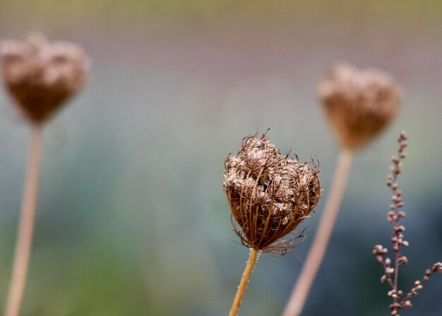 Foto close-up van gedroogde plant tegen een wazige achtergrond