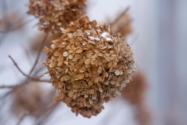 Foto close-up van gedroogde plant