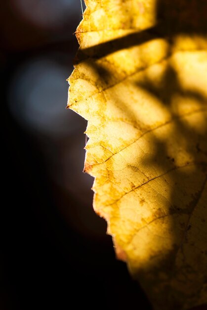 Foto close-up van geel blad in de herfst