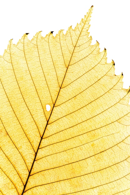 Close-up van geel elzenblad in de herfst met natuurlijke textuur geïsoleerd op wit Natuurlijk herfstblad