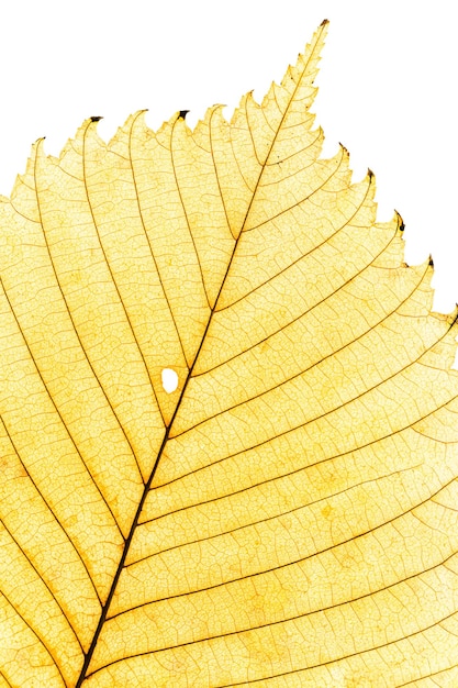 Close-up van geel elzenblad in de herfst met natuurlijke textuur geïsoleerd op wit natuurlijk herfstblad