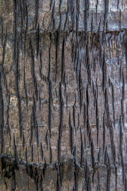Close-up van Geïsoleerd stomp logboek met houten textuur.
