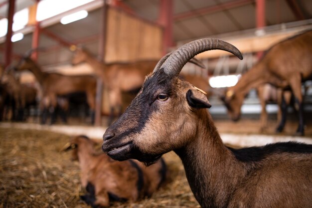 Close-up van geit huisdier op boerderij