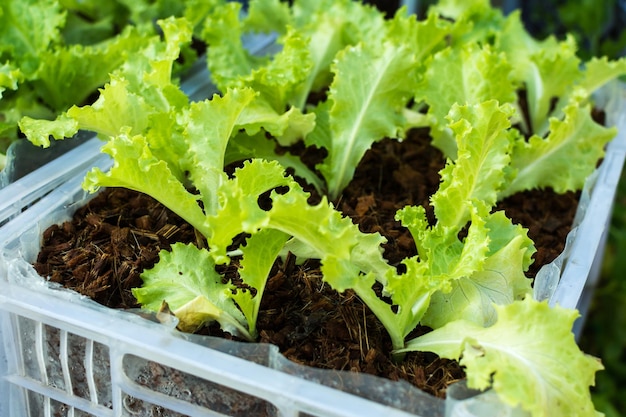 Close-up van gekweekte groene salade