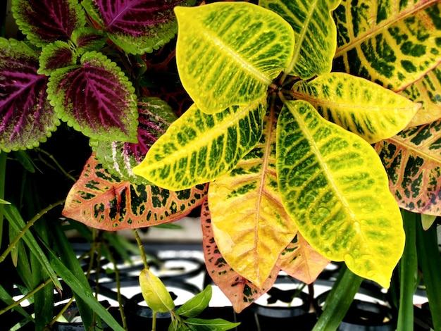Foto close-up van gele bladeren op de plant