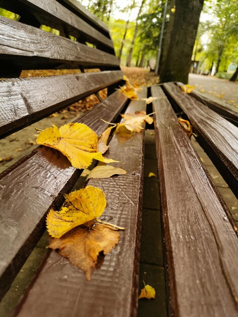 Foto close-up van gele bladeren op een houten bank