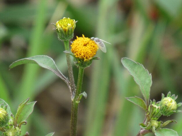 Close-up van gele bloeiende plant