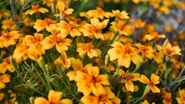 Foto close-up van gele bloeiende planten in het veld