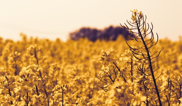 Foto close-up van gele bloeiende planten op het veld tegen de lucht