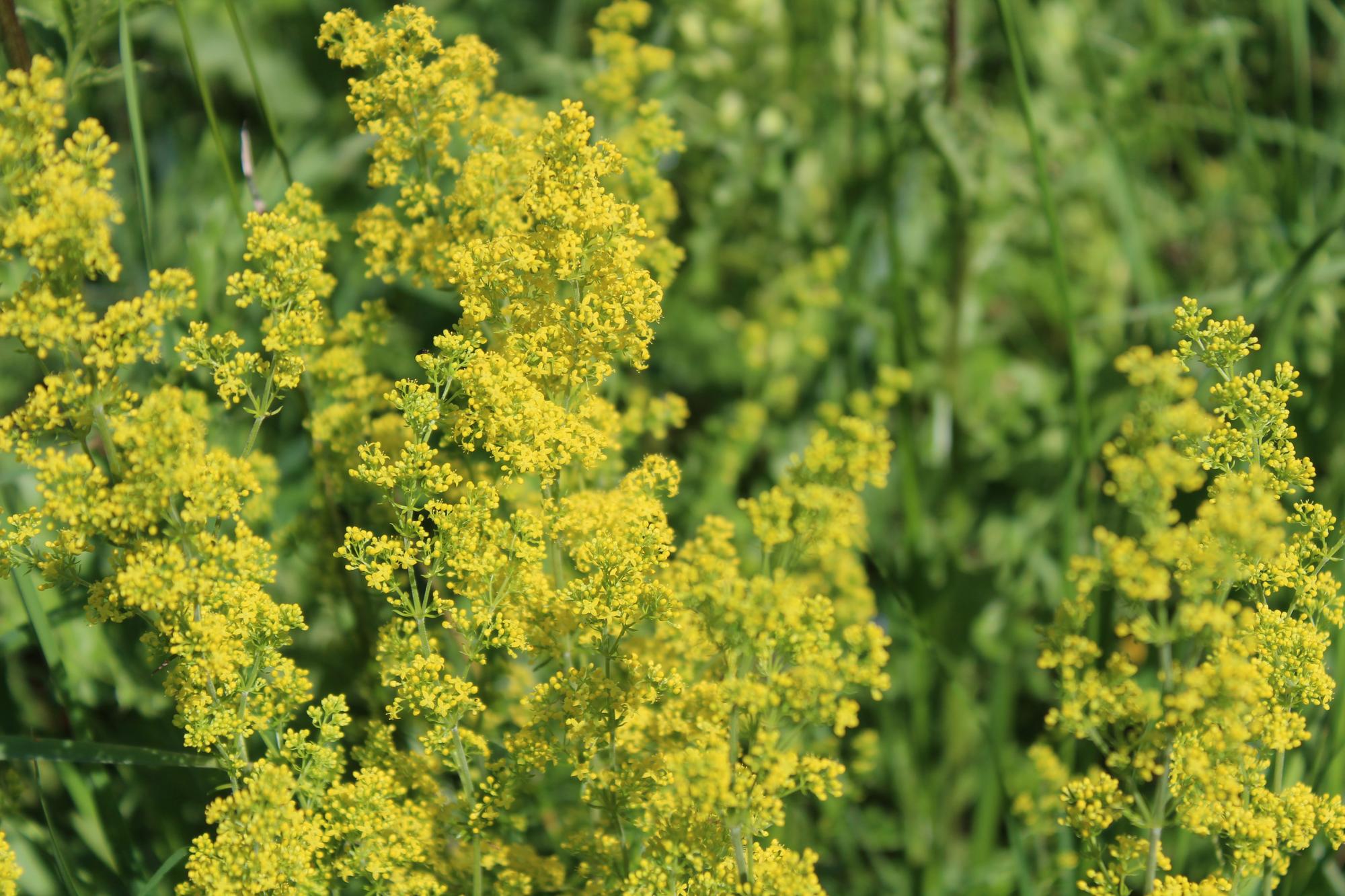 Foto close-up van gele bloeiende planten op het veld