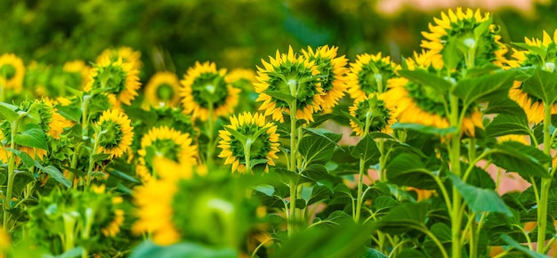 Foto close-up van gele bloeiende planten op het veld