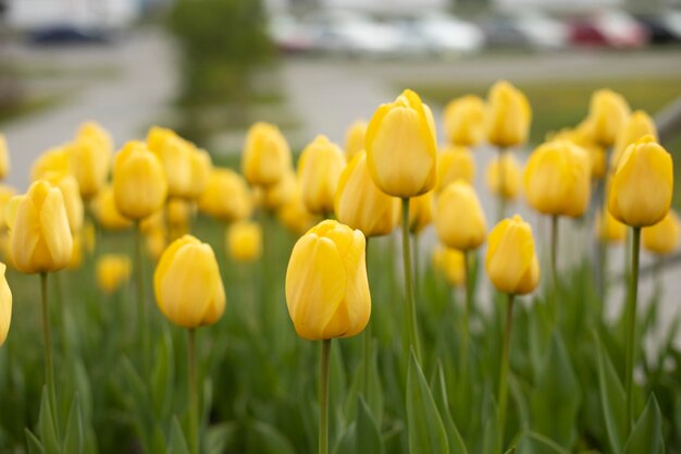 Foto close-up van gele bloeiende planten op het veld