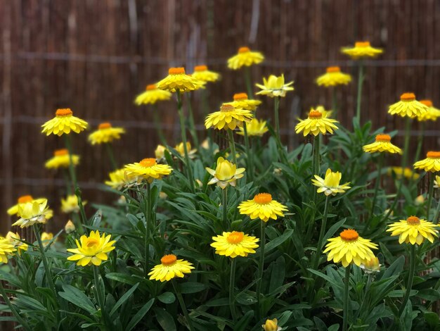 Foto close-up van gele bloeiende planten op het veld