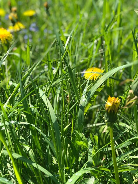 Foto close-up van gele bloeiende planten op het veld