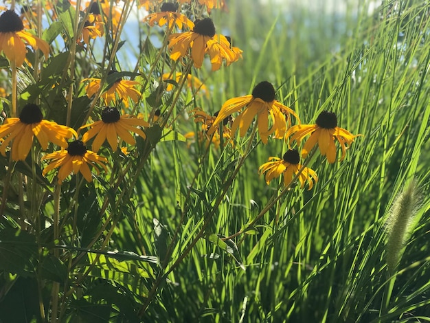 Close-up van gele bloeiende planten op het veld