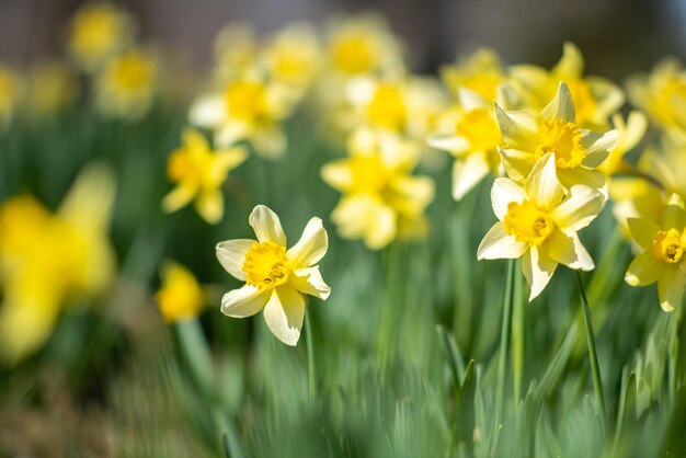 Foto close-up van gele bloeiende planten op het veld