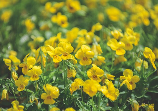 Foto close-up van gele bloeiende planten op het veld